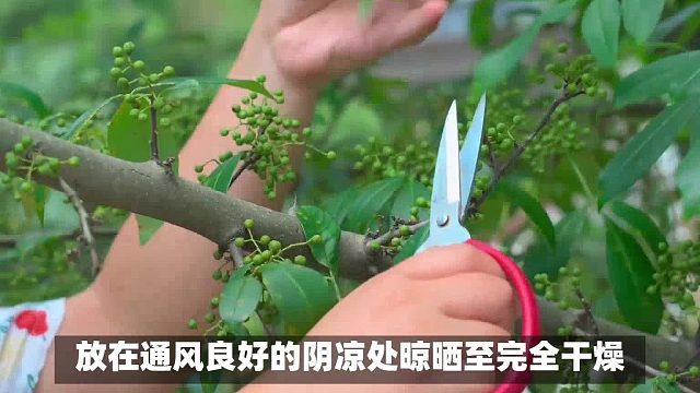 青花椒怎么保存不变色又保鲜？青花椒保鲜须知，让您的菜肴与众不同！