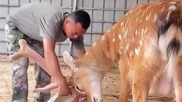 梅花鹿配合饲养员去鹿茸，鹿：给你给你，赶紧拿走，太重了