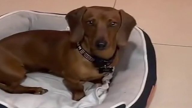 配料不纯正的不能吃