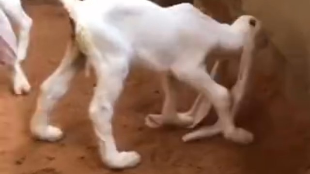 这是啥羊这么长的耳朵