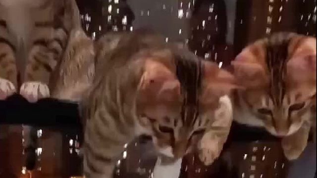 5兄弟其中一只在下面玩，其他四只好像在看戏