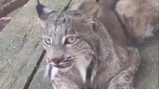 来自大猫的小嗲音，你心动了吗？