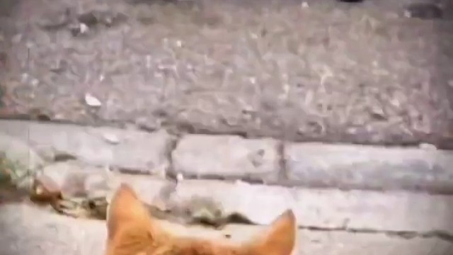 猫：狗哥，刚刚没看清楚以为是大黑耗子，错了