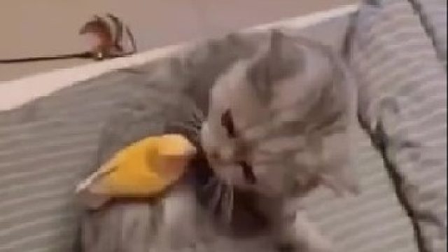 猫咪：朕背上黏着个烦人的小家伙，你下去好不好？