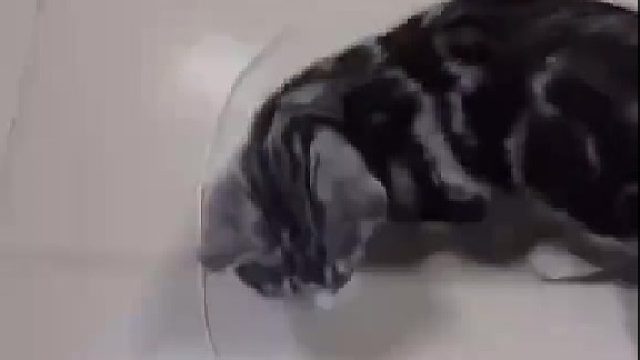 猫咪揣手手好阔爱，我被铲屎官封印了！