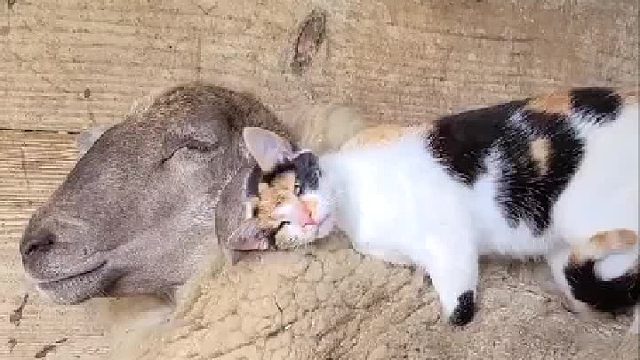 天然的羊毛被～