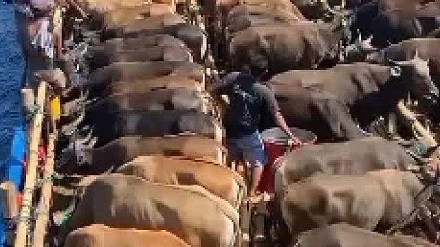 用船运送牛到牧场这幅画面让人想起教科书上的奴隶船