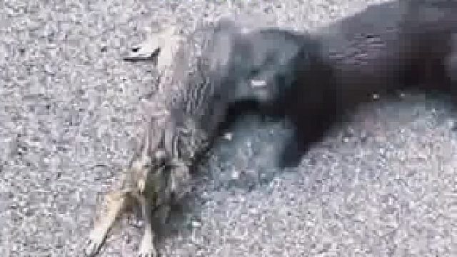 原来动物都知道礼尚往来啊……