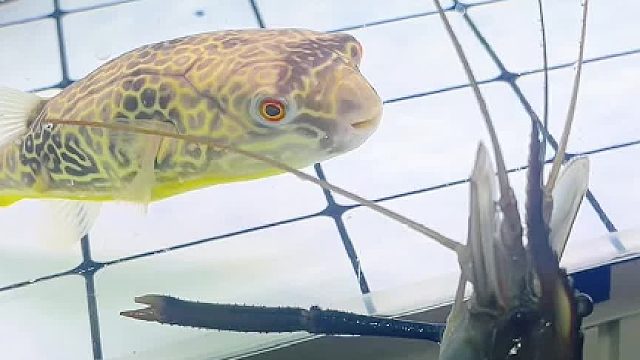 这顿虾吃的太费豚哥了