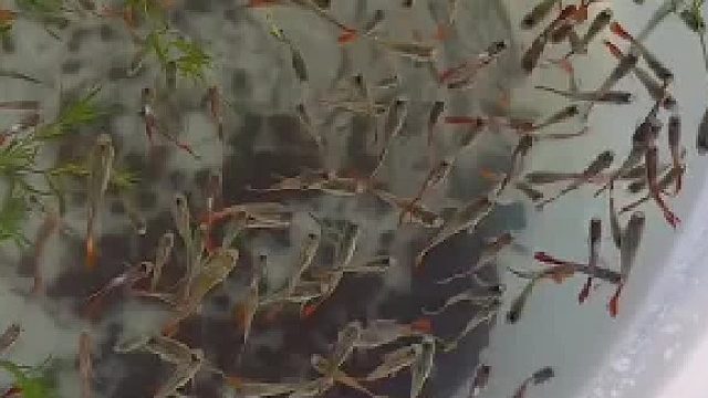 生不完根本生不完，生到崩溃 ，鱼太能生，也挺让人苦恼啊