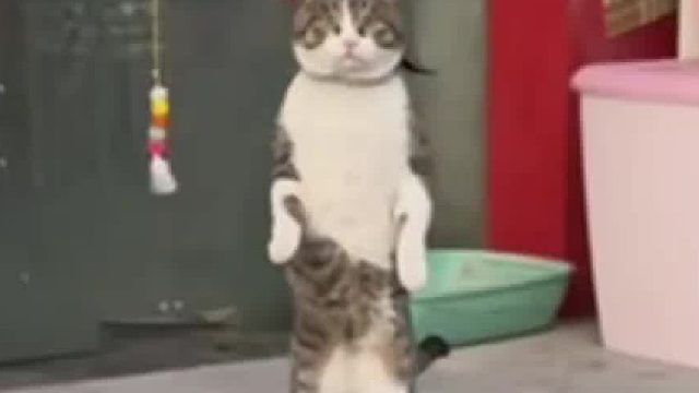 看着人畜无害，实际背负一身鼠命