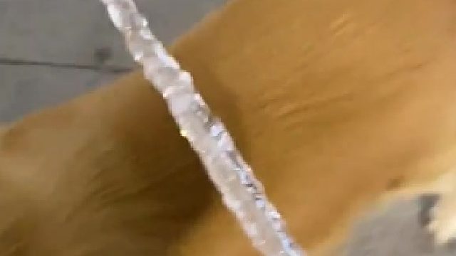 它生病2000，你生病200 悠着点