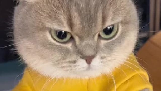 这个表情很危险