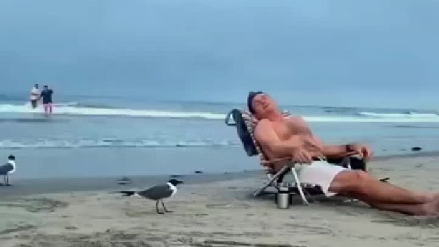 出其不意抓住海鸥