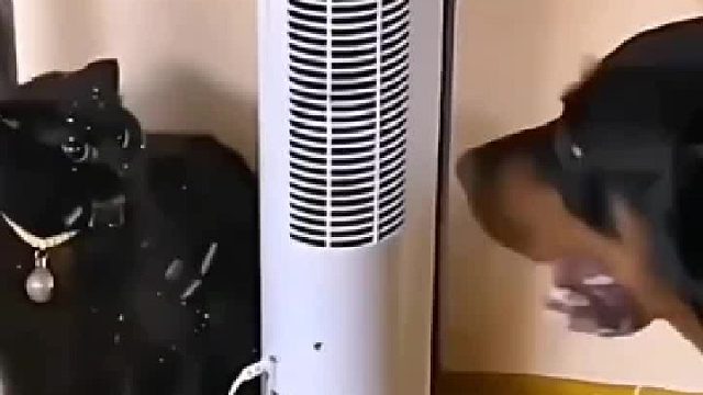 狗狗和猫咪吵架，激动的唾沫输出。