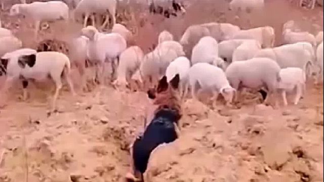 堪比一个人劳动力[赞][赞][赞]