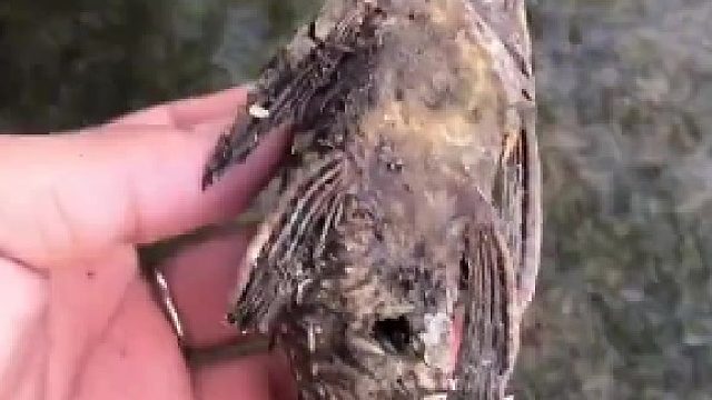 清道夫真的强，那么吃了清道夫又会怎样呢？你们觉得呢？