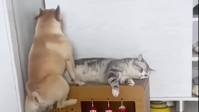 像极了一个受气的男人