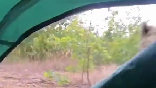 野外遇到这个动物怎么办