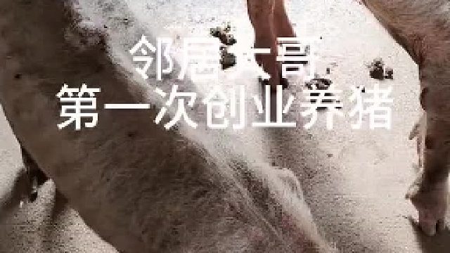 这猪养的比猴都瘦[捂脸]，全是排骨了