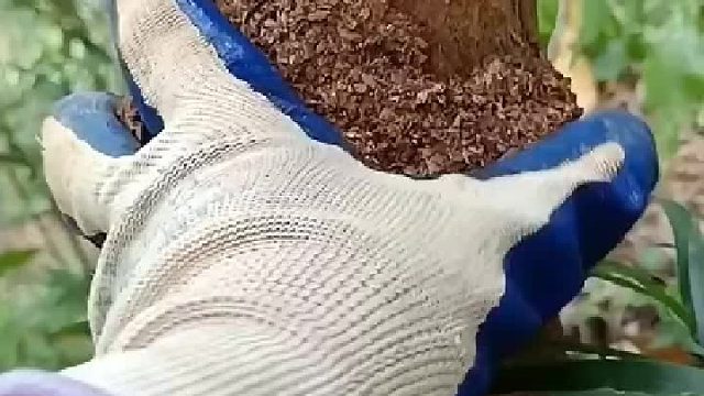 蛀虫真可怕，再多几条这树就没得救了。