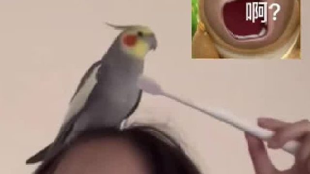 鹦鹉在主人刷牙时突然飞来，并发出刷牙声。 网友：录音鸡