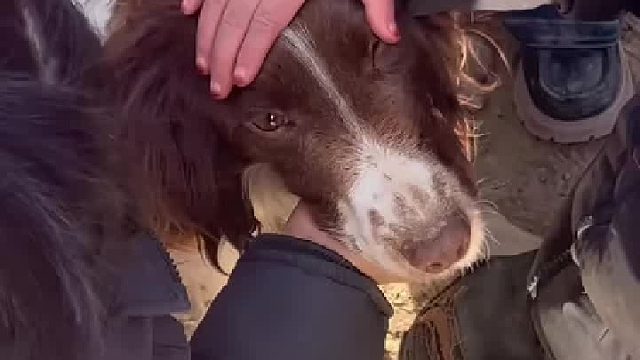 临时安置点来了三个新朋友