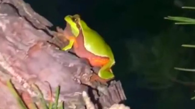 雨蛙在树林中欢快的唱歌，有想和它合唱的朋友吗？