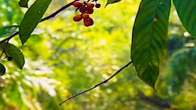 鱼跃龙门吃野果子