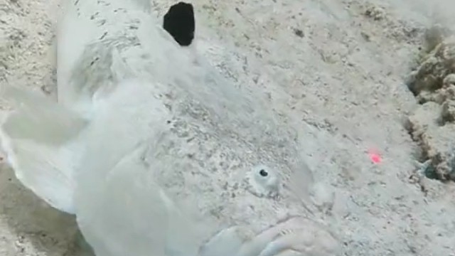 瞻星鱼吐舌头。