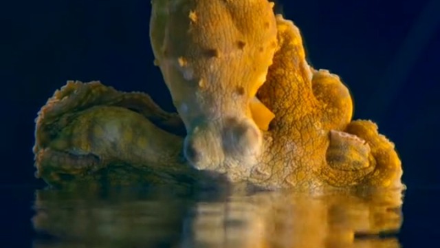 章鱼在睡觉时候，身体也变幻出缤纷颜色