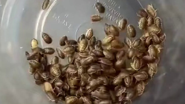 蜥蜴：吃不完根本吃不完