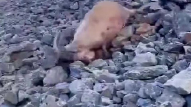 都说岩羊爬山厉害，没想到也有失手的时候……