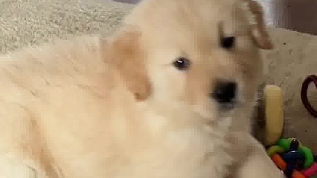 当我买狗窝忘了看尺寸…