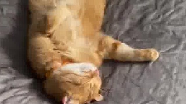 一只不负责任的猫妈咪