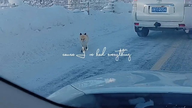 带你看野生动物