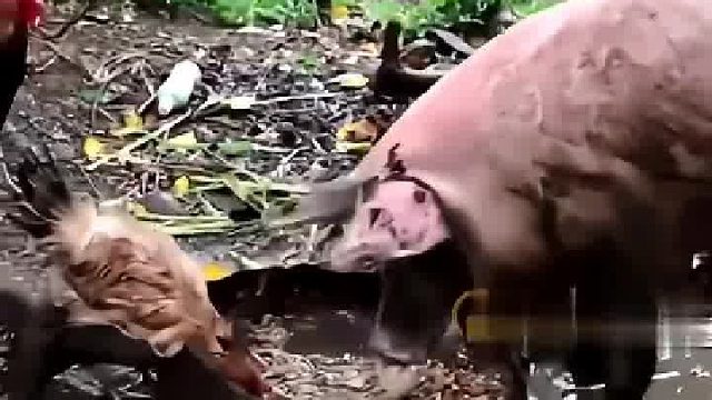 吃着吃着小鸡没了