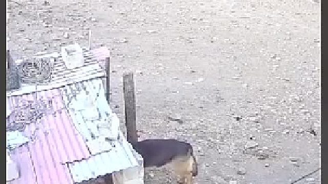 狗子的窝突然塌了