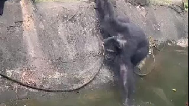 妈耶~ 好大的痔疮！愤怒的猩猩扔的是个啥？