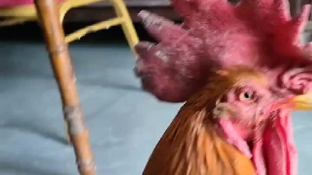 你们知道鸡的耳朵在哪里吗？看完这个视频你们就明白了