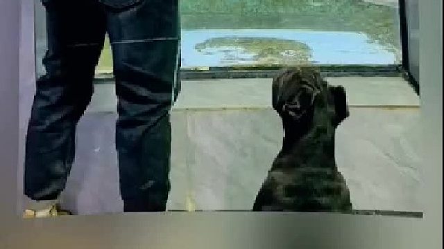 喂鱼 惊人的食量