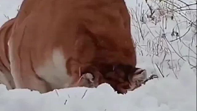 咋一说本地人还扑上来了呢