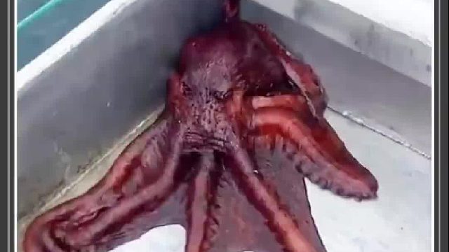 章鱼从洞口逃生，一番操作下来把众人看傻了