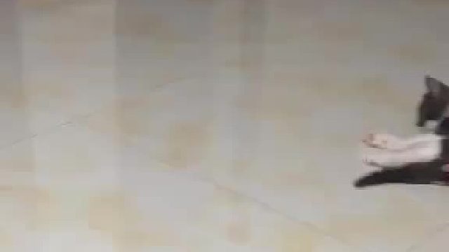 今年最新款，托地猫...