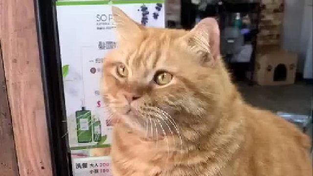 为了吃，主子都不主子了！