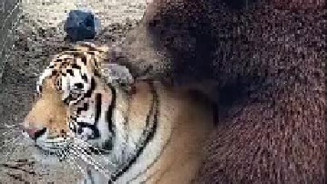 纹身的才是老大，要伺候好