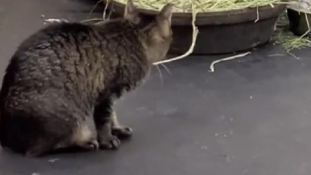 闲不住的猫爪！