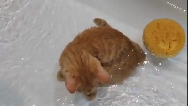 新领养的猫猫，超爱在浴缸里玩水！