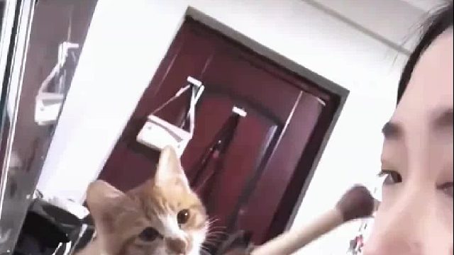 猫猫看着主人化妆，表情逐渐变得不可思议