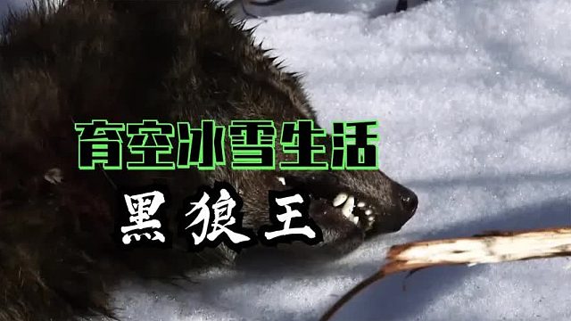 育空冰雪生活：猎人查理前往托兹河抓捕两头灰狼阻止它们狩猎驼鹿